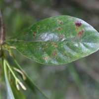 Timonius flavescens (Jacq.) Baker